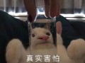 沙雕文案图片短句，沙雕文案图片短句搞笑