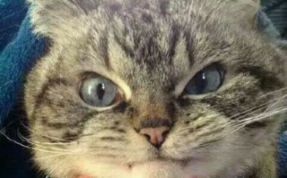 猫运动文案沙雕，猫运动文案沙雕搞笑