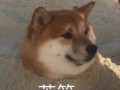 自拍沙雕文案，自拍沙雕文案男生